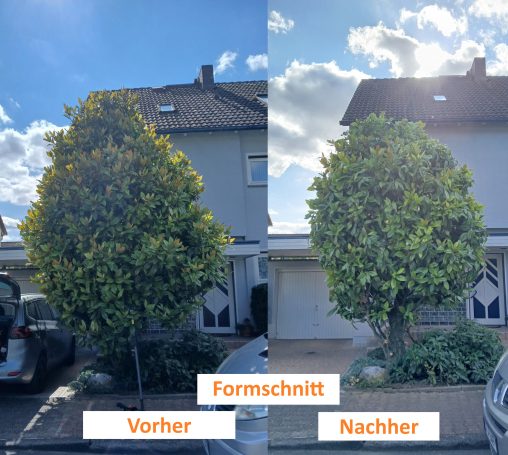 Formschnitt immergrüne Magnolie