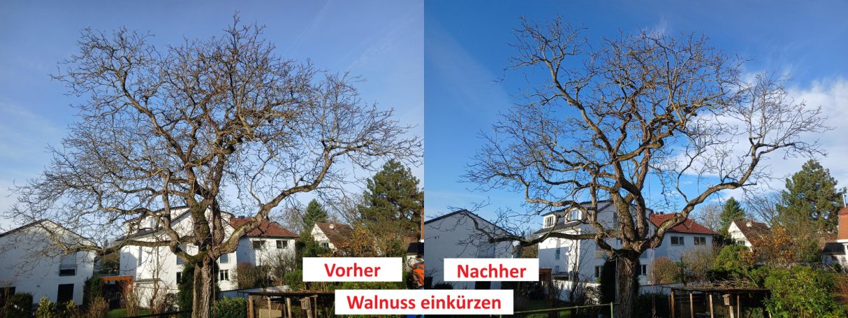 Einkürzung Walnuss