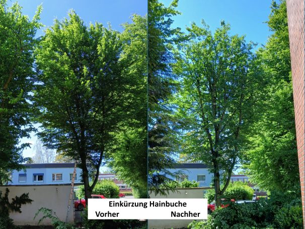 Einkürzung Hainbuche