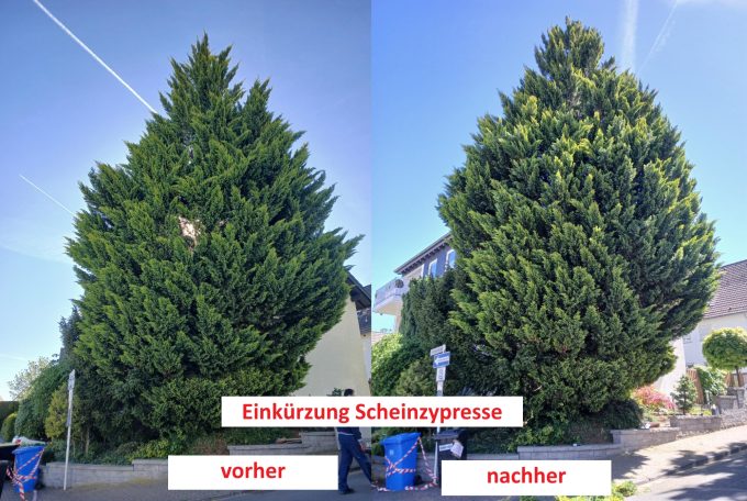 Einkürzung Scheinzypresse