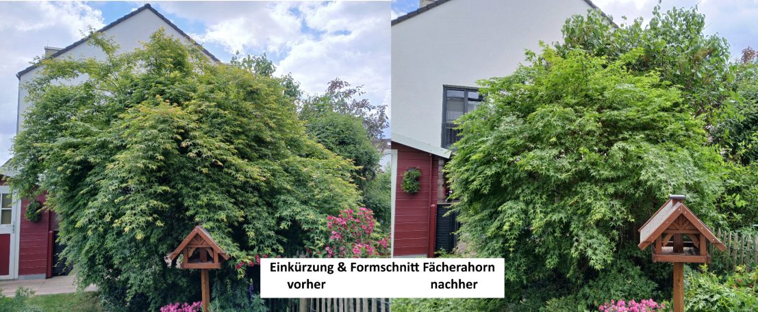 Einkürzung und Formschnitt Fächerahorn