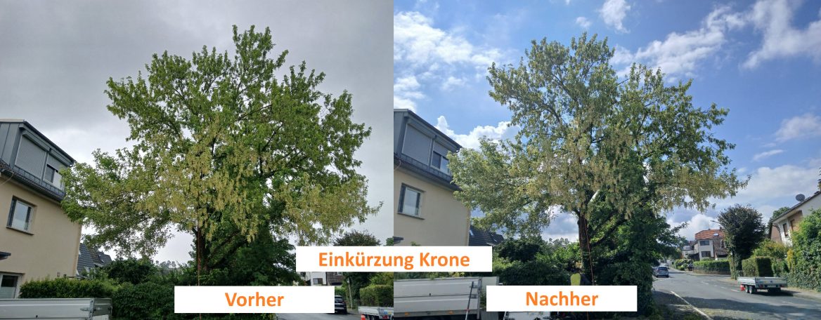 Angleichung Krone eines Eschenahorn