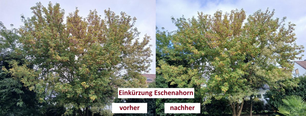 Einkürzung Eschenahorn