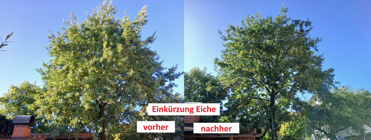 Einkürzung Eiche
