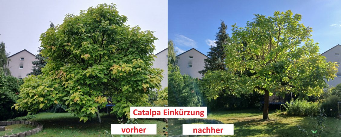 Einkürzung Catalpa